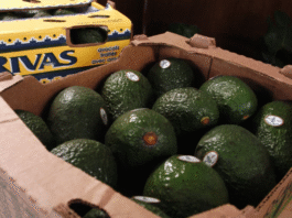 Este aguacate no salió bueno: EU suspende importaciones desde Michoacán por inseguridad